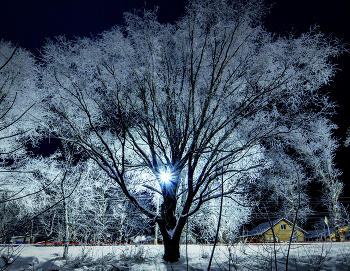 Дерево у дороги / Зима
