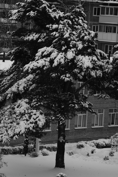 Сосна в городе / ВНИМАНИЕ. Прочтите описание а то не поймёте суть фото. Такой же кадр Я сделал на чёрно-белую плёнку фотоаппаратом зенит-21xs с объективом Юпитер 37А но так как пленка ещё не проявлена и мы не можем увидеть кадр я такую же фотографию сделал на Canon M50 с этим же объективом Юпитер с такими же настройками Единственное что отличается это фокусное расстояние так как у Canon крупная Матрица потом когда плёнка проявится и оцифруется сможем сравнить два кадра в цифре и на плёнку. Всем удачи 

Canon eos m50 
Юпитер 37А 
Iso 400
Выдержка 1/500
Диафрагма f11

#Canon #CanonBelaus #LiveForTheStory #зенит #зеркалка #пленка #чбфото #юпитер37а #природа #пейзаж #деревья #зима