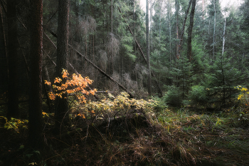 В осеннем лесу / октябрь, 2019