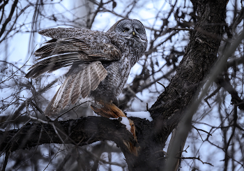Great Gray Owl / Борода́тая нея́сыть (лат. Strix nebulosa) — вид хищных птиц из рода неясытей и семейства совиных. Крупная (размах крыльев до полутора метров) птица. Русское название получила за чёрное пятно под клювом, похожее на бороду.