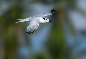 Sandwich Tern / Пестроно́сая кра́чка (лат. Thalasseus sandvicensis) — вид птиц из семейства чайковых