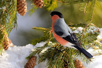 лесные зарисовки / . В России птица живет в лесных и лесостепных зонах, где можно встретить хвойные деревья в больших количествах. Больше всего нравятся снегирям ельники.