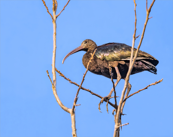 Взгромоздилась / Каравайка (птица из семейства ибисовых). Вообще-то они живут поближе к воде и питаются на мелководье.
На дерево взлетела, наверное, на закат полюбоваться :)