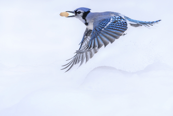 Blue jay / Голубая сойка