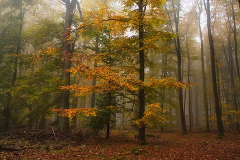 В осеннем сарафане / Утро в осеннем туманном лесу.