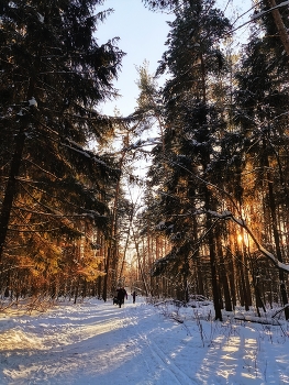 Солнечный зимний день в лесу / Кучинский лесопарк | январь 2022 | Huawei P30 Pro
