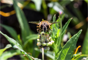 &nbsp; / Перевязанный сирф, или Обыкновенная журчалка (Syrphus ribesii)