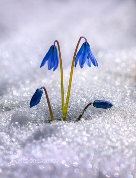 Пролески в снегу / Пробуждение весны от щедрого солнца. 
Март, 2022 год. 
Из фотопроекта «Открывая Ставрополье».