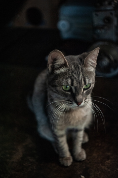 важная Маруся / Nikon D 700 +Мир 1 в 37 мм 2.8