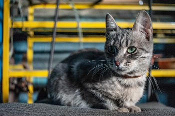 Клеопатра Маруся / Nikon D 700 +Мир 1 в 37 мм 2.8