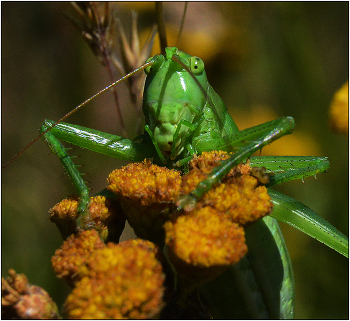 Все мое. / жадность не присуща животным. Но хочется верить, что не только люи обладают этим качеством.