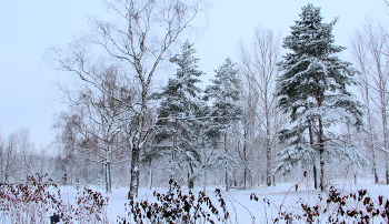 Зимний пейзаж. / Природа зимой.
