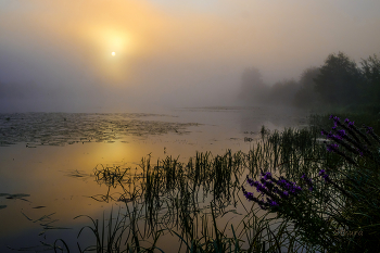 Тихое утро. / Летние туманы на озере Сосновое.