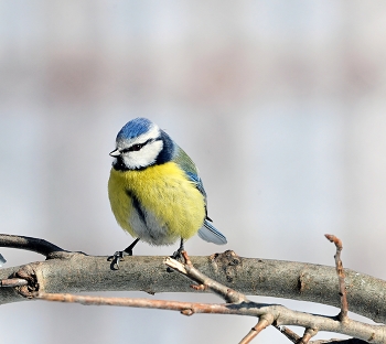 Лазоревка / весна, птицы