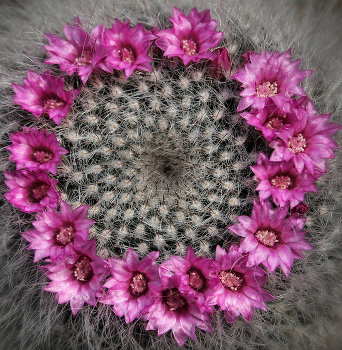 Встретим весну... / Удивительное редкое цветение...