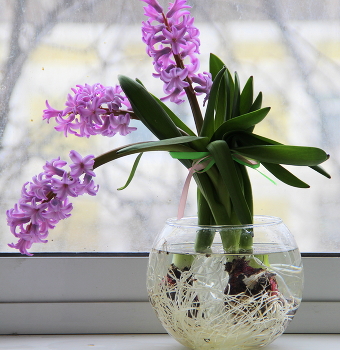 С наступающим праздником весны! / Натюрморт с гиацинтами!