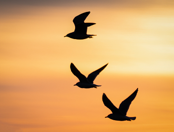 &nbsp; / Sunset Seagull formation