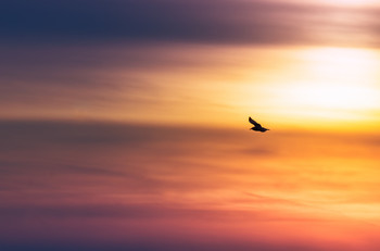 Seagull In Sunset / Soaring into the sunset