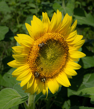 Sunflower with friends / Sunflower with friends