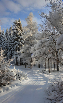 Дорога в зимнем лесу / заснеженная зимняя дорога в лесу
