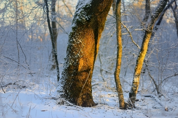 Утро / Зимний лес