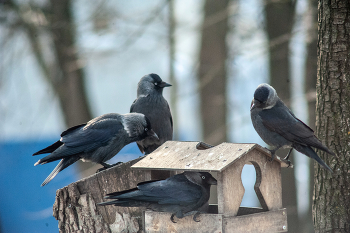 банда в сборе / Nikon D 700 Вивитар 75-205 + 2х конвертор