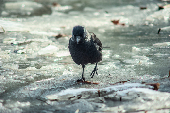 иду к цели / Nikon D 700 Вивитар 75-205 + 2х конвертор