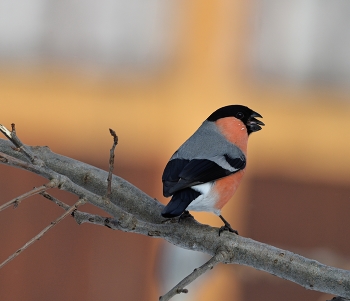 &nbsp; / весна, птицы