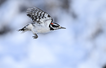 Hairy woodpecker (male) / Волоса́тый дя́тел (лат. Picoides villosus)(самец)
Распространён почти по всей Северной и Центральной Америке, а также на некоторых островах Карибского моря.
Волосатый дятел по большей части оседлая птиц