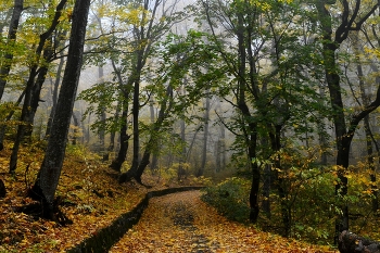 Дороги осенние........... / Железноводск. Октябрь