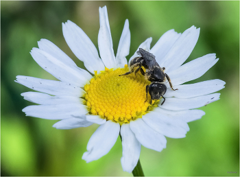 / Земляная пчела (Andrena tiaretta). Самка