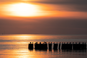 &nbsp; / Some seagulls enjoying a calm sunset