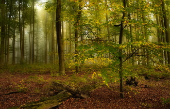 Ещё октябрь... / Туманным утром в осеннем лесу..Листва меняет цвет.