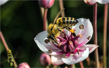  / Медоносная пчела - (Apis mellifera) на Зонтичном сусаке
