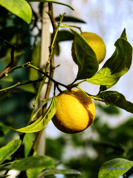 Лимон / Пара лимонов на молодом деревце