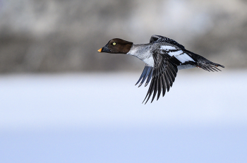 Common goldeneye (female) / Обыкновенный гоголь (самка)