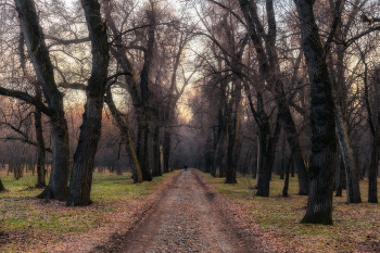 Ранняя весна... / Роща Баума, г. Алматы.