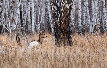 косуля в зимнем лесу / заказник