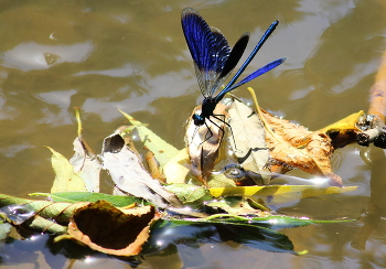 Стрекоза . / Насекомые летом!