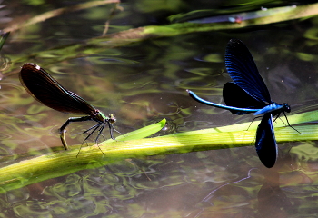 Стрекозы. / Насекомые летом.
