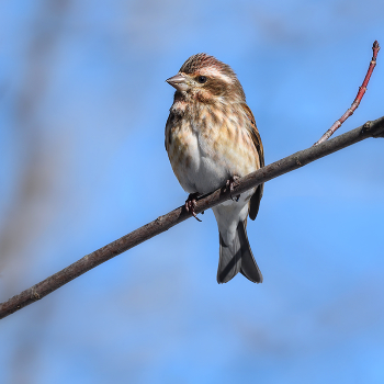 Purple Finch (female) / Пурпурная чечевица-самка (Crapodacus purpureus) распространена в хвойных и смешанных лесах Канады и северо-востока США, а также вдоль Тихоокеанского побережья. Эти птицы строят гнезда на горизонтальных ветвях или в развилке дерева. Птицы, живущие на севере Канады зимой мигрируют на юг США.