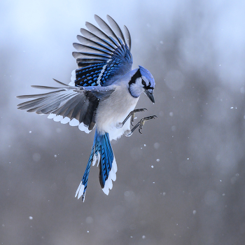 Blue jay / Blue jay