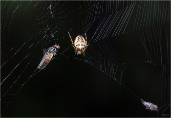 В приятном обществе... / Паук-крестовик кругопряд (Araneus). Самец