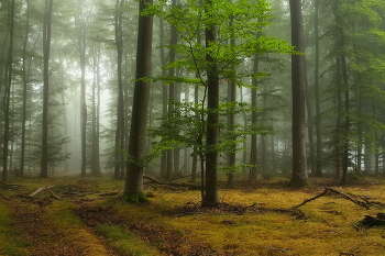 Осенний лес / Туманным утром в осеннем лесу.