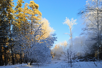 краски января / вид на зимней просеке