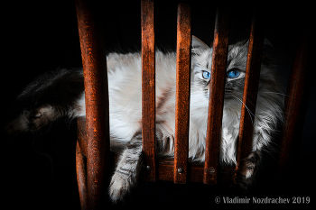 Наблюдение / Наблюдение за хозяевами