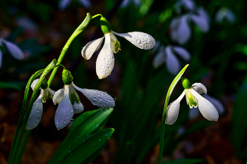 Подснежник складчатый / Крым, долина реки Алака