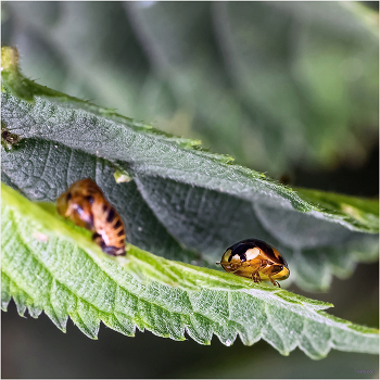 Про куколку и Имаго / Коровка двухточечная, чёрная форма (Coccinella bipunctata)