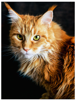  / кошка