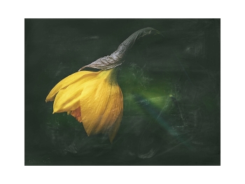 Дым сигарет с ментолом / Минздрав предупреждает - Курение вредит не только Вашему организму , но и приносит вред всему живому и прекрасному !